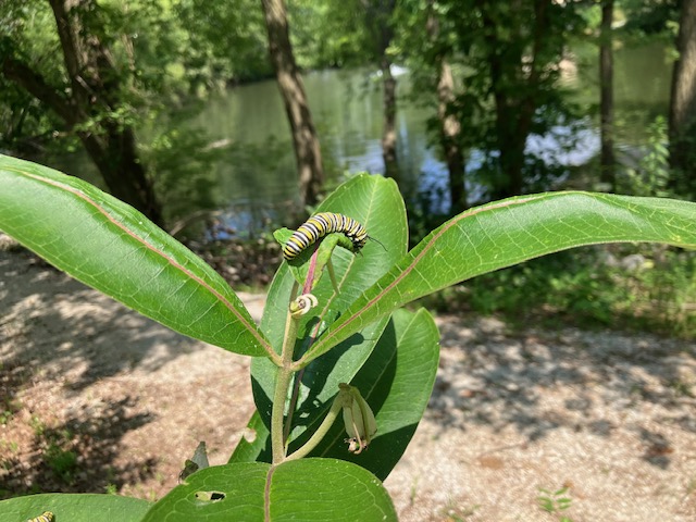 Monarch caterpillar on a leaf