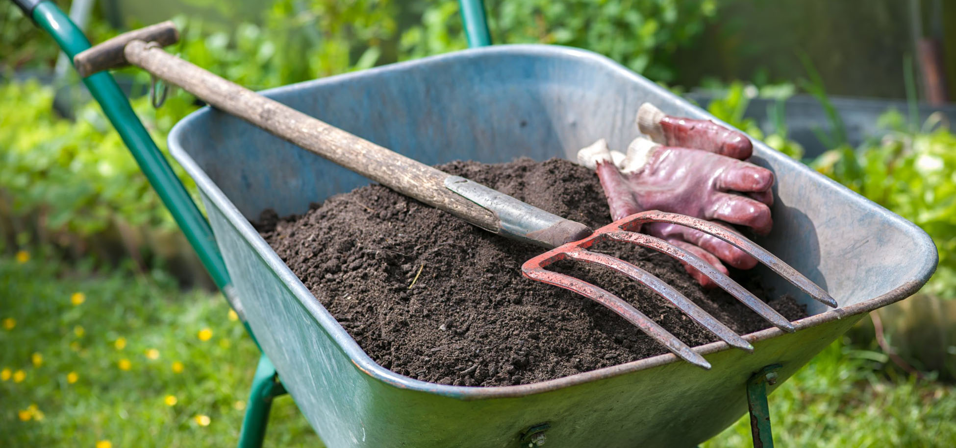 Wheelbarrow with garden tools